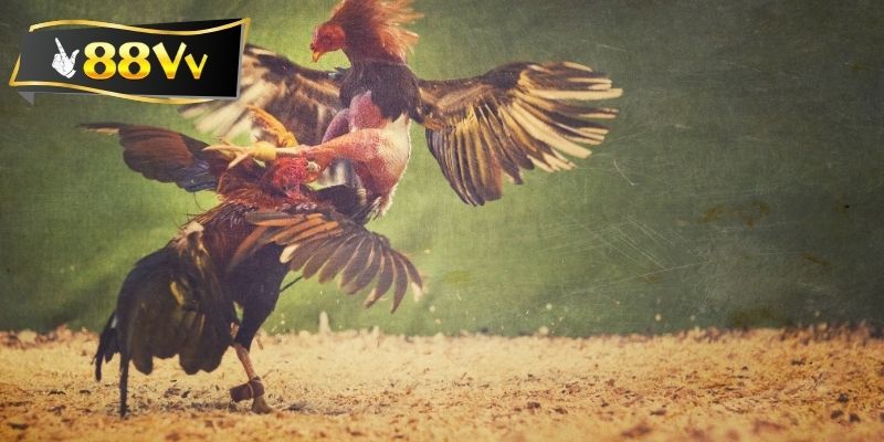 Chế độ ăn uống ảnh hưởng đến sức khỏe gà