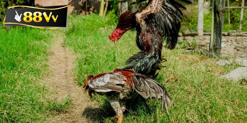 Chiến thuật cá cược dựa trên phân tích kỹ thuật