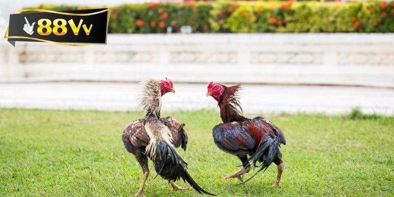 Khách hàng cần theo dõi thể trạng gà thường xuyên