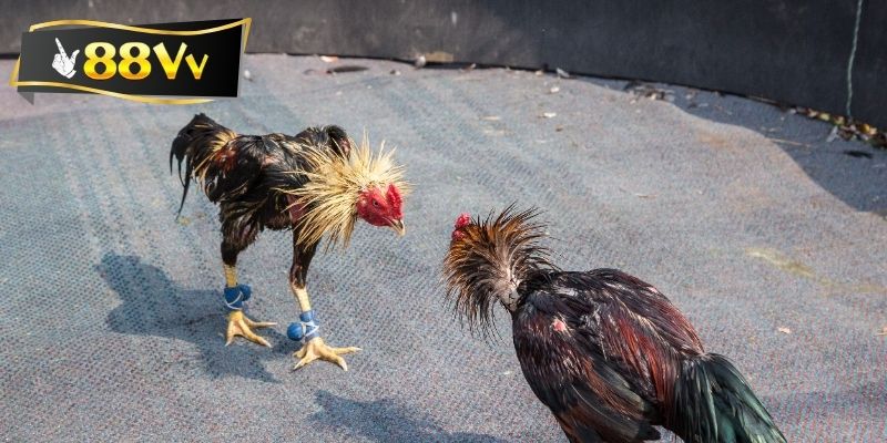 Rèn luyện thường xuyên thể lực cho gà